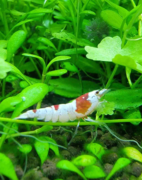 Crystal Red Shrimp (CRS)