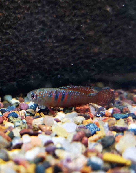 Hypsolebias picturatus