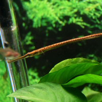Long Snouted Pipefish (Doryichthys boaja)
