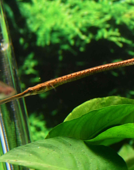 Long Snouted Pipefish (Doryichthys boaja)