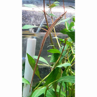 Freshwater Pipefish (Doryichthys martensii)