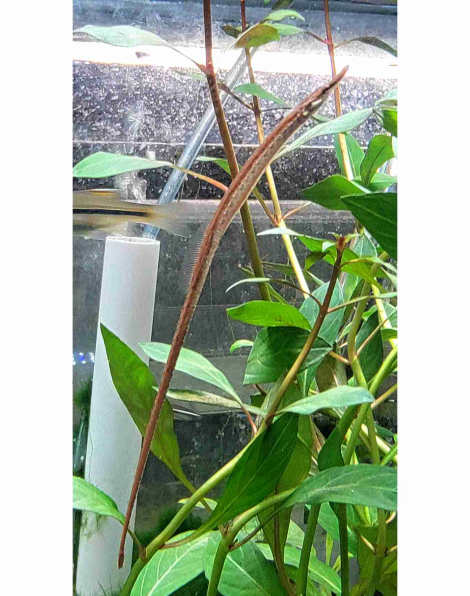 Freshwater Pipefish (Doryichthys martensii)