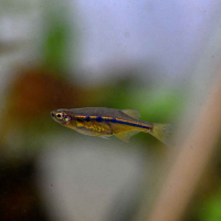 Dadio (Laubuka dadiburjori)