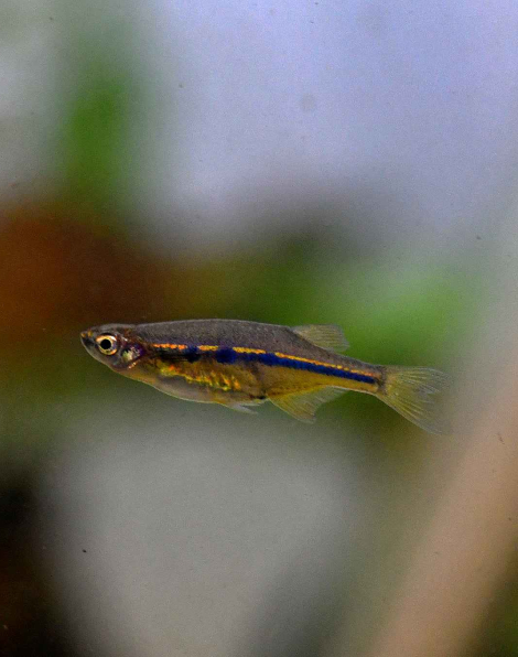 Dadio (Laubuka dadiburjori)
