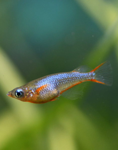 Daisy's Blue Ricefish (Oryzias woworae) - small