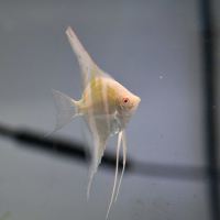 Dantum Angelfish Albino (Pterophyllum scalare)