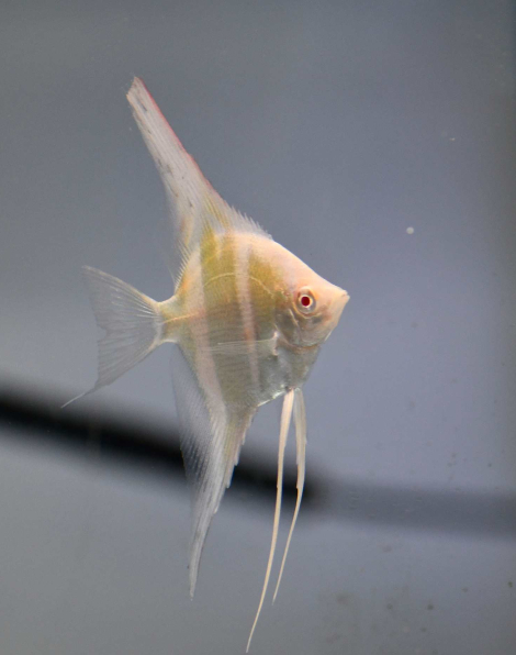 Dantum Angelfish Albino (Pterophyllum scalare)
