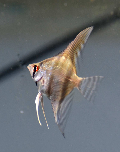 Dantum Angelfish (Pterophyllum scalare)