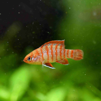 Scarlet Badis (Dario dario)