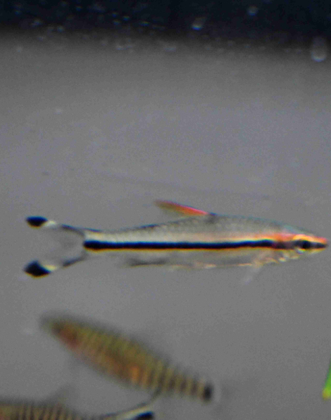 Denison Barb (Sahyadria denisonii)
