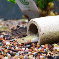 Desert Goby (Chamyogobius eremius)