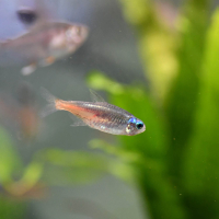 Diamond Neon Tetra (Paracheirodon innesi)