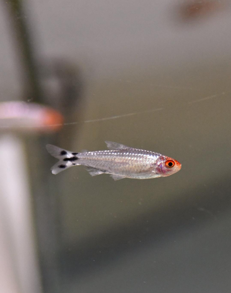 Diamond Rummy Nose Tetra (Hemigrammus rhodostomus)