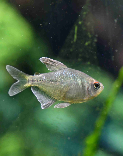 Diamond Tetra (Moenkhausia pittieri)