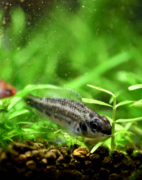 Dicrossus warzeli