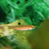 Eyespot rasbora (Brevibora dorsiocellata)
