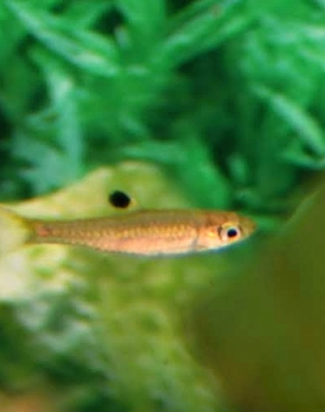 Eyespot rasbora (Brevibora dorsiocellata)