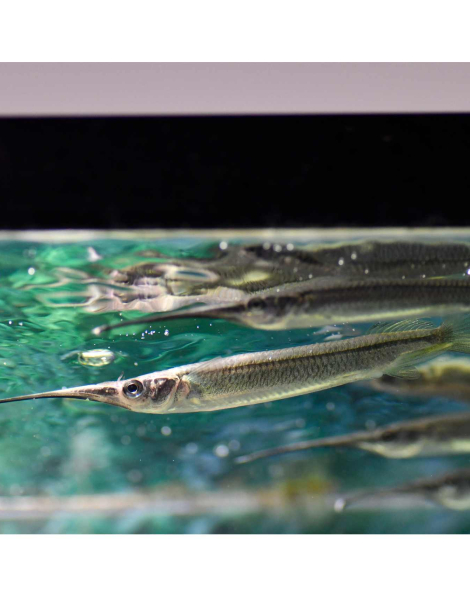 Duncker's Halfbeak (Zenarchopterus dunckeri)