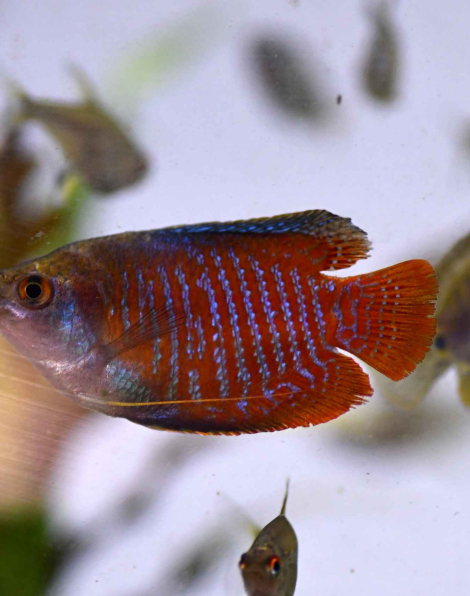 Rainbow Dwarf Gourami (Colisa lalia)
