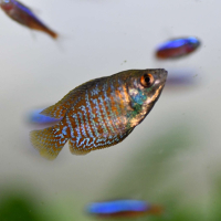 Dwarf Gourami (Colisa lalia)