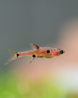 Dwarf Rasbora (Boraras maculatus)