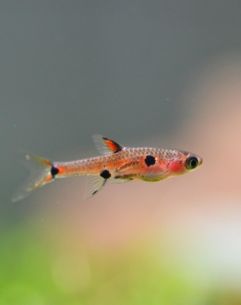 Dwarf Rasbora (Boraras maculatus)
