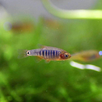 Emerald Dwarf Rasbora (Microrasbora erythromicron)