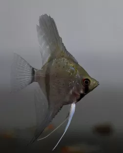 Pterophyllum sp. Essequibo red spotted Guyana