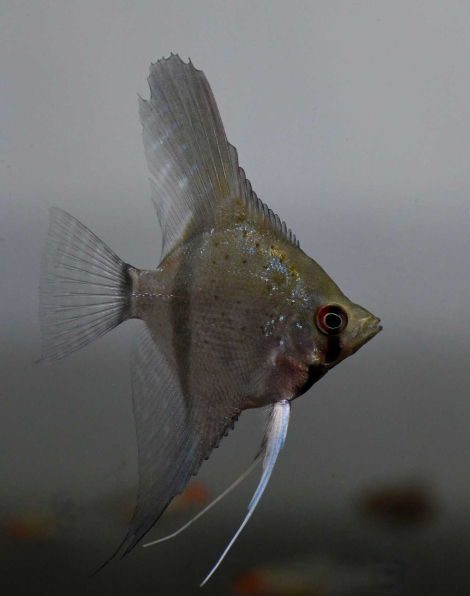 Pterophyllum sp. Essequibo red spotted Guyana