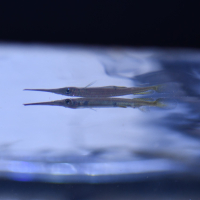 Forest Halfbeak (Hemirhamphodon pogonognathus)