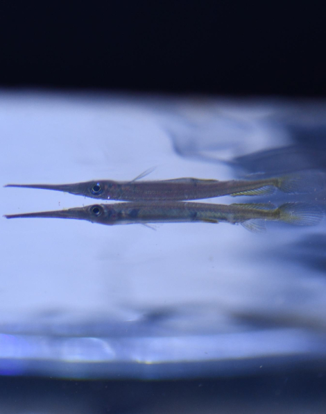 Forest Halfbeak (Hemirhamphodon pogonognathus)
