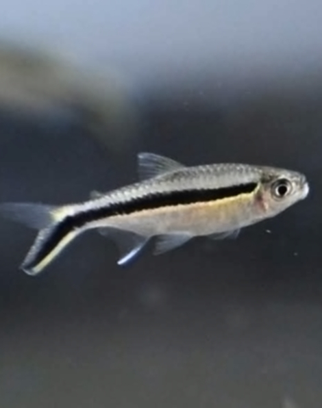 False Penguin Tetra (Thayeria boehlkei)