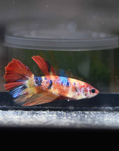 Giant Nemo Betta Female