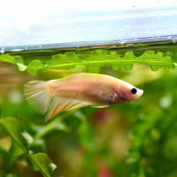 Female Betta Halfmoon Yellow (Betta spendens) - A