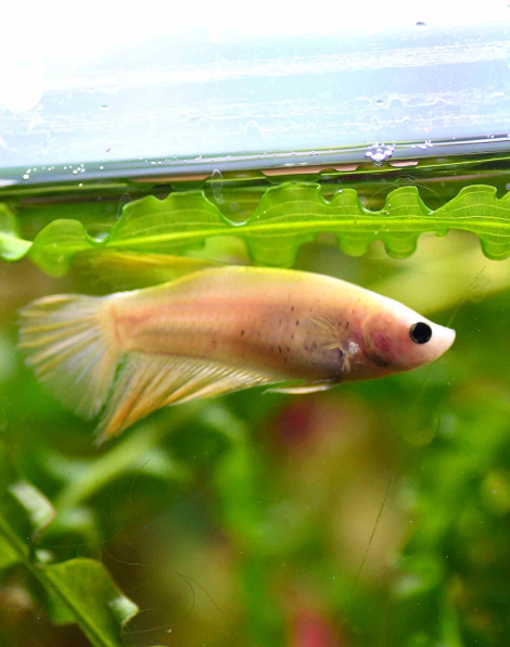 Female Betta Halfmoon Yellow (Betta spendens) - A