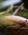 Female Betta Halfmoon Yellow (Betta spendens) - A