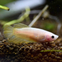 Female Betta Halfmoon Yellow (Betta spendens) - A