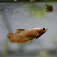 Female Betta Halfmoon Yellow (Betta spendens) - B
