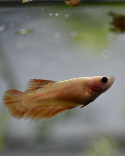 Female Betta Halfmoon Yellow (Betta spendens) - B