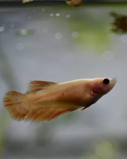 Female Betta Halfmoon Yellow (Betta spendens) - B