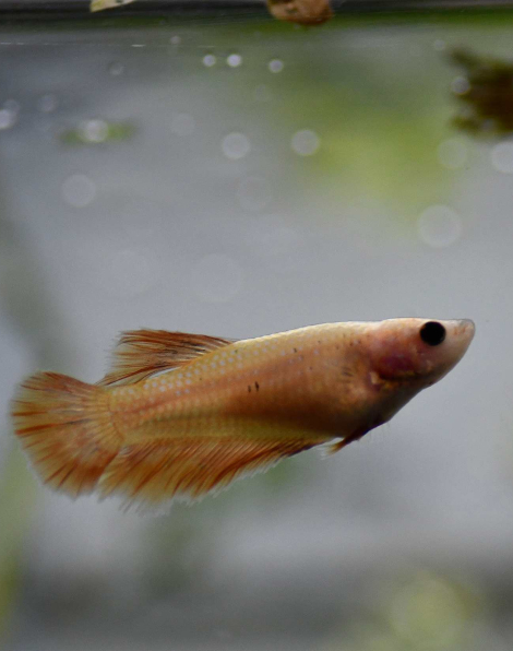 Female Betta Halfmoon Yellow (Betta spendens) - B
