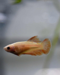Female Betta Halfmoon Yellow (Betta spendens) - B