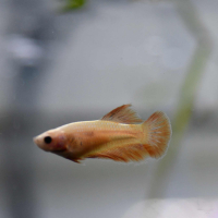 Female Betta Halfmoon Yellow (Betta spendens) - B