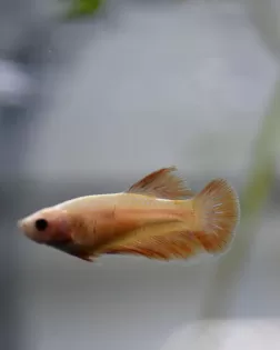Female Betta Halfmoon Yellow (Betta spendens) - B