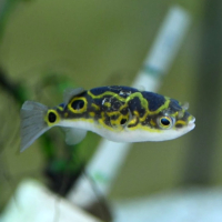 Figure Eight Puffer (Tetraodon biocellatus)