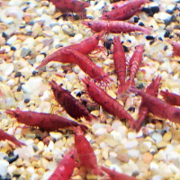 Fire Red Shrimp