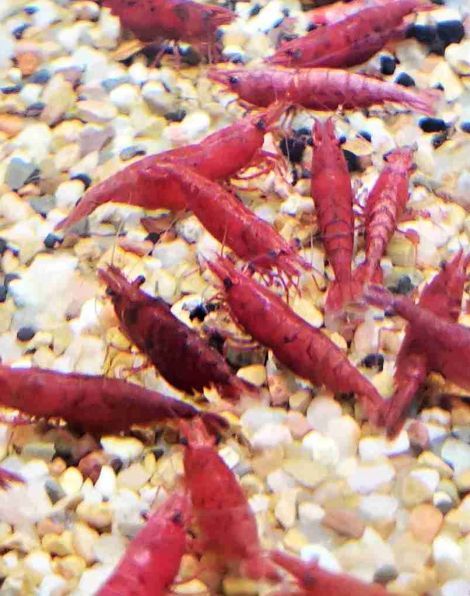 Fire Red Shrimp