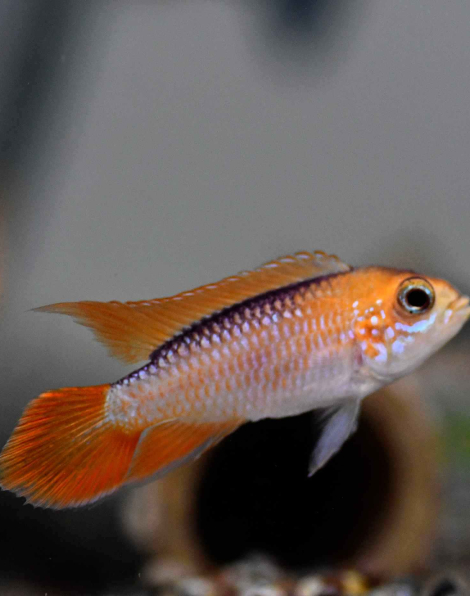 Apistogramma agassizi Fire Red