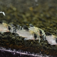 Corydoras oiapoquensis (Flag Tailled Panda Cory)