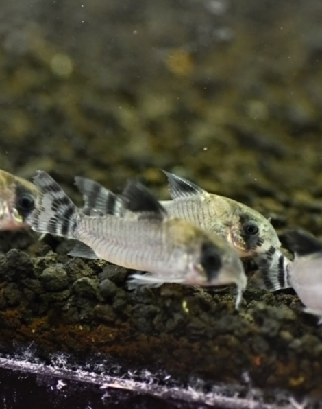 Corydoras oiapoquensis (Flag Tailled Panda Cory)
